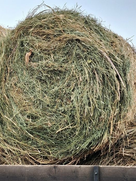 Vând baloți de luțărnă