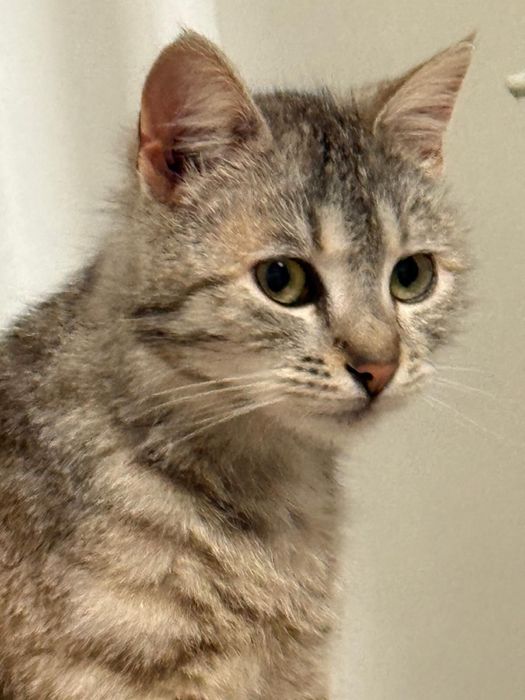 Ofer 2 pisici spre adoptie