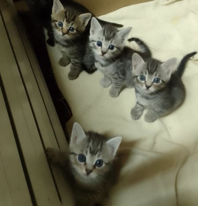 Роскошнейшие Котодетки