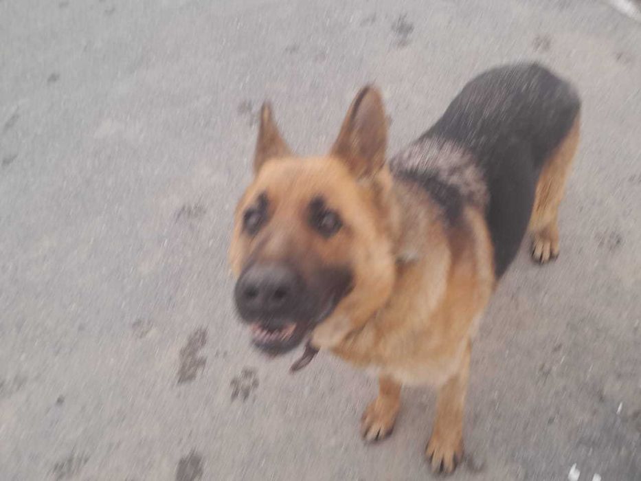 Немецкая овчарка.