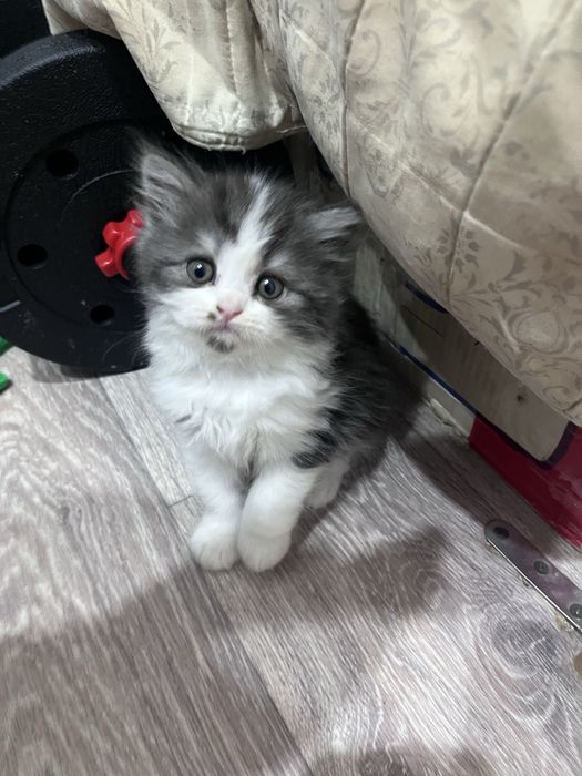 Продам породистых котят