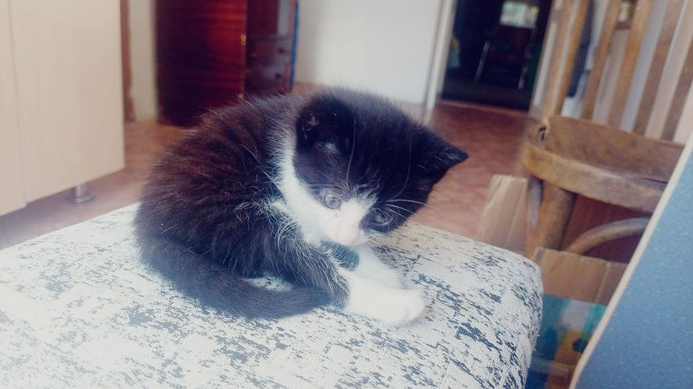 Котята в добрые заботоивые руки