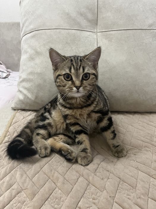 Продам котенка 4 месяца, британка