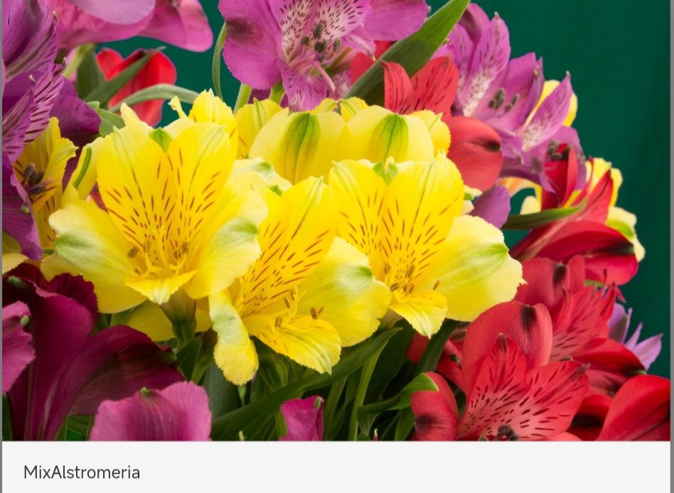 Цветы Эквадор опт