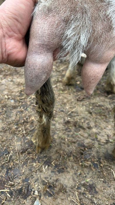 Ешки коза заанен