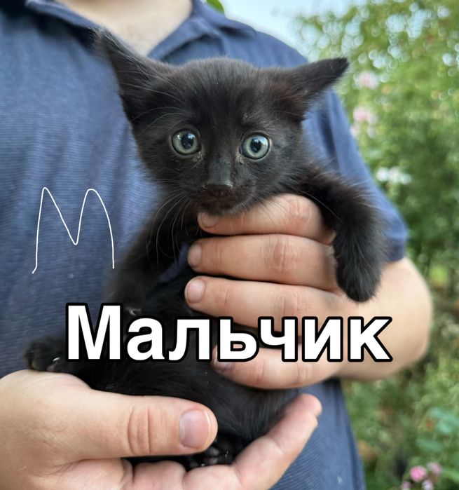 Котята бесплатно