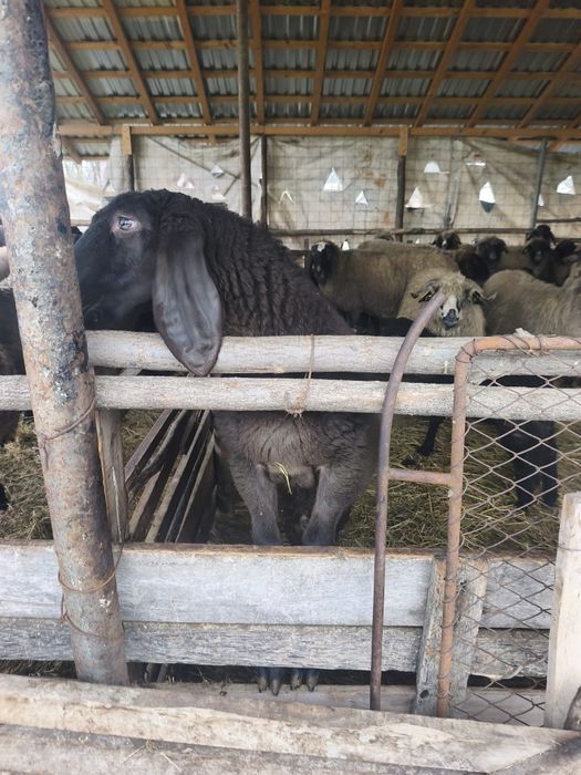 Vând berbeci berbecuți și oi carabase