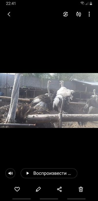 Tuya qushlar sotladi