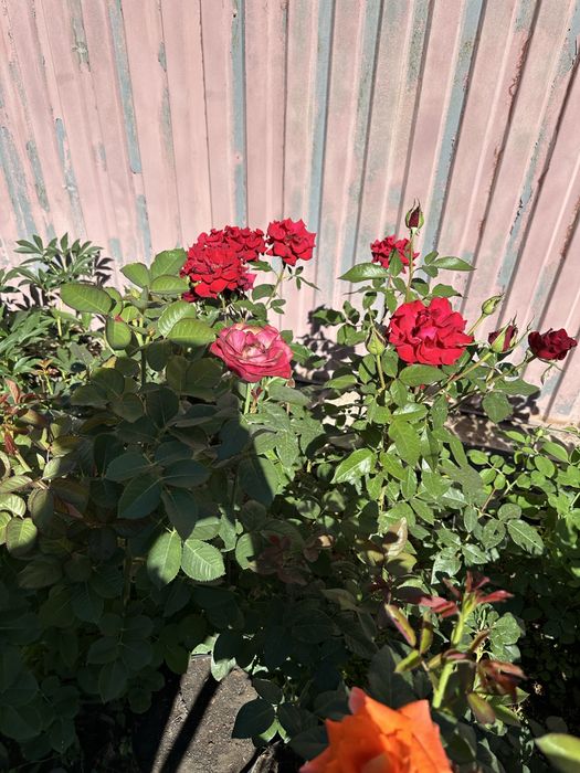 Продам цветы многолетки разные