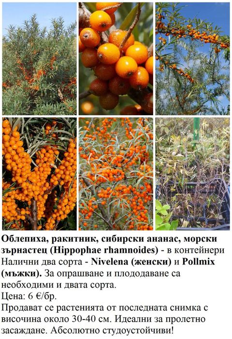 Плодни храсти в контейнери