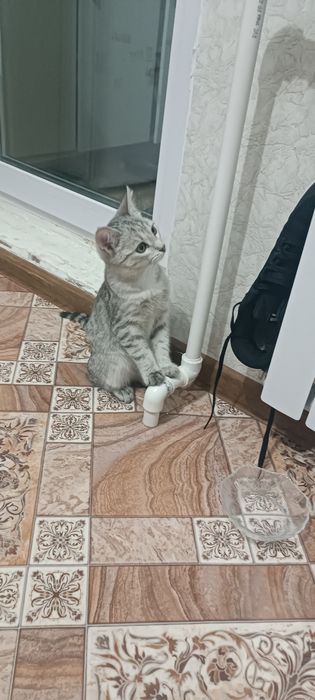 Отдам бесплатно кота