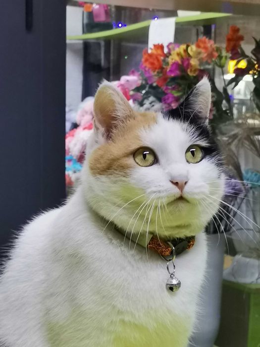 Кошечка ищет хозяина