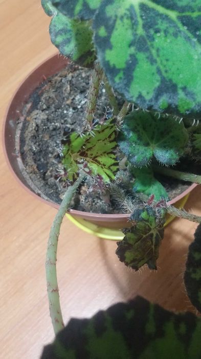 Бегония тигровая