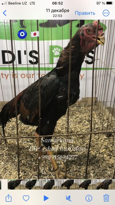 Япон шамо сотилади