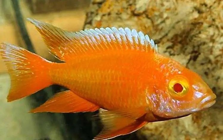 Аулунокары дракон и орхидеи