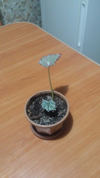 Бегония декоративнолистная