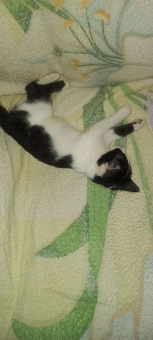 Кошечка
Маленькая, игривая и очень ласковая. Приучена