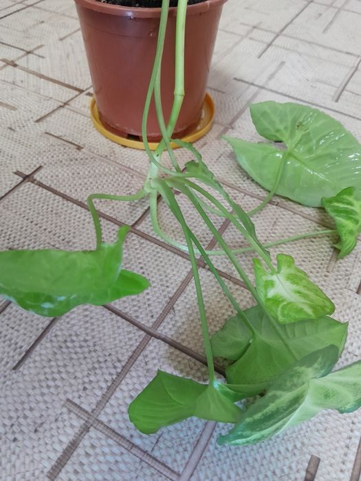 Продам цветок  , молодой