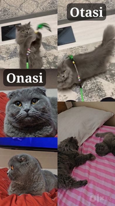 Toozza zotli mushuklar scottish fold stright