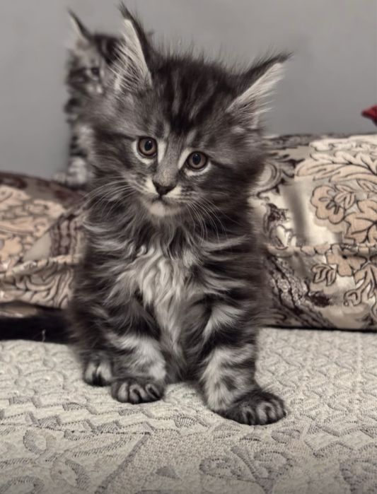 Мейн-кун котятата