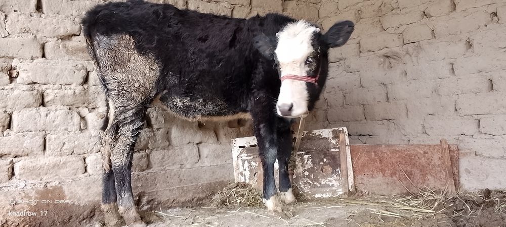 G'unojin uyni moli molga kelip turipti