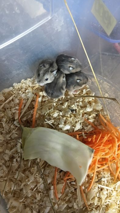 Продам хомяков породы джунгарики