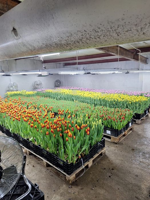 Тюльпаны оптом Алматы