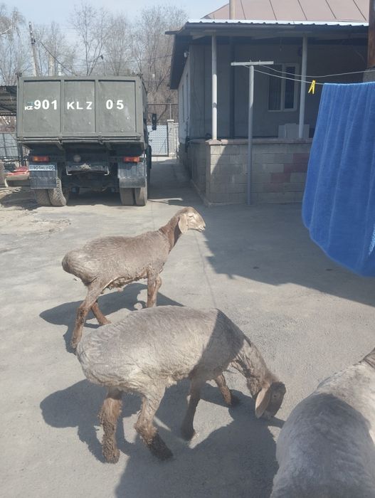 Продам гиссар  в