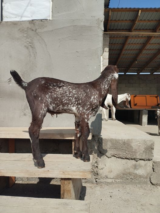 100% битал теке лақ