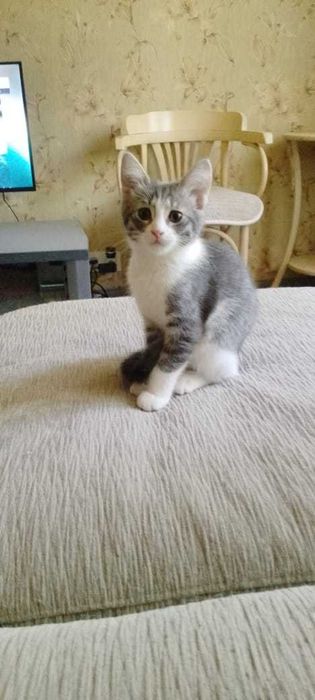 Мальчик 3 месяца, приучен к лотку.