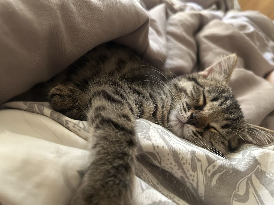 Отдам в добрве руки котенка девочку