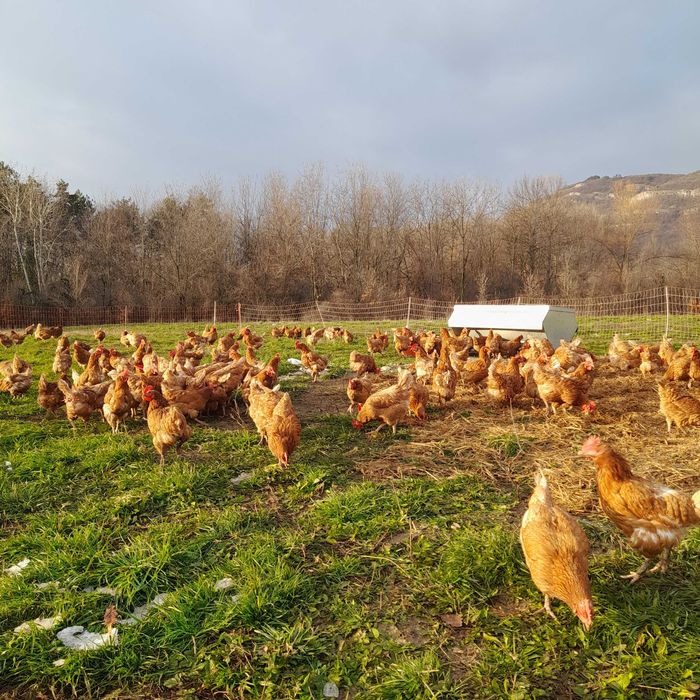 Кокошки ломан браун на едро
