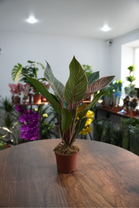 Фидодендрон Пинк бикини