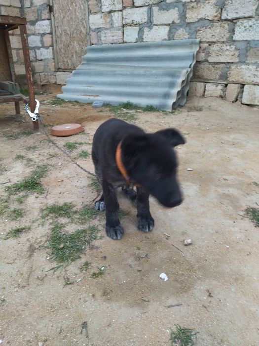 Күшік сатылады үш айлық