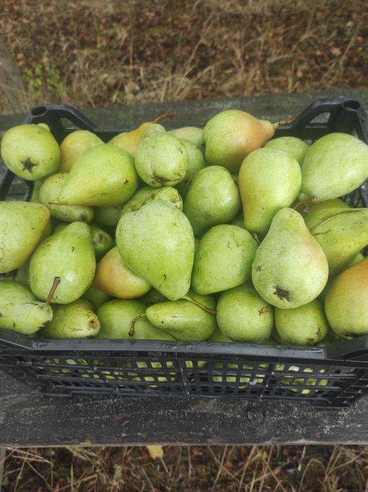 Pere de vânzare bune pt compot
