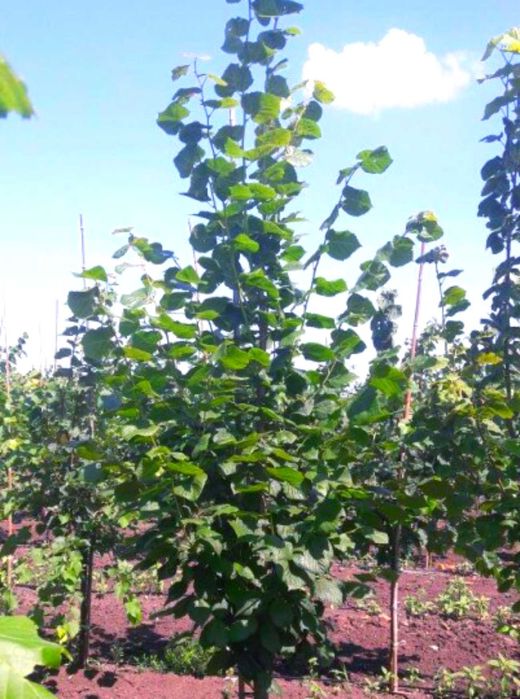 Липа сирень самшит саженцы