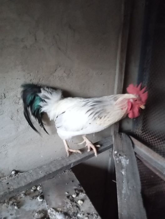 Петух породистый топчет кур.