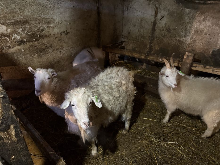 Зааненские козы