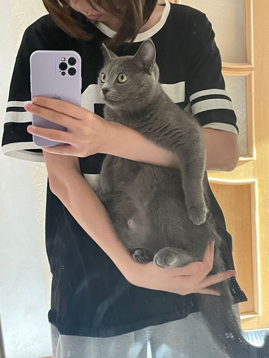 Кошка Британка 2 года