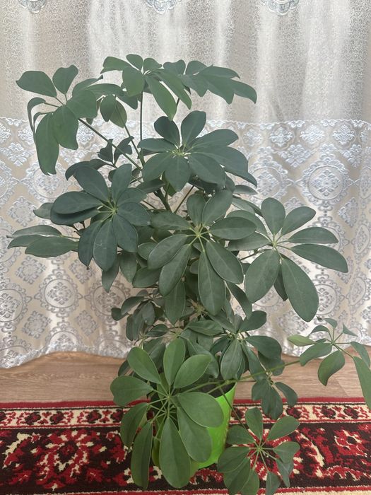 Цветы для дома