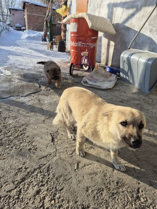 Пристраиваются щенки