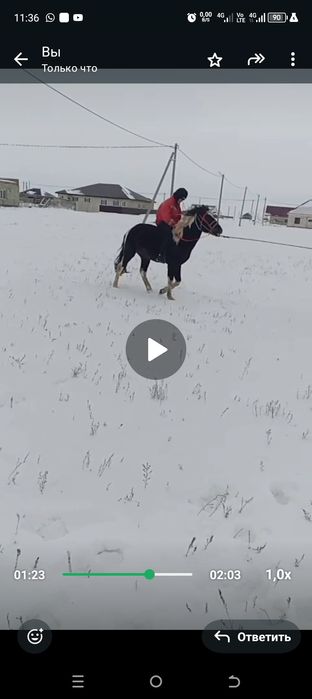 Донен сатылады Белесте