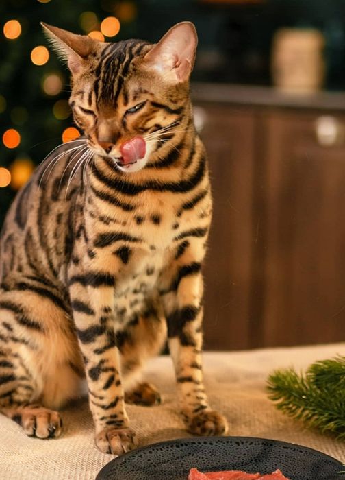 Бенгальские котята с документами