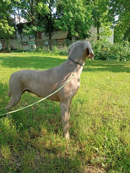 Ваймаранери с родословие