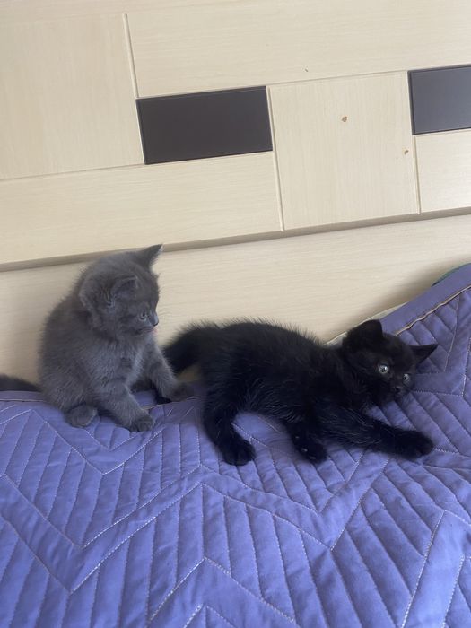 Отдам котят в добрые руки