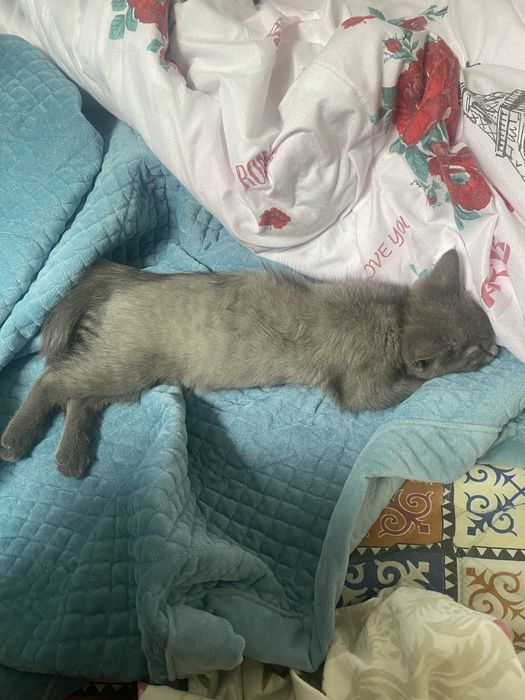 Отдам кота в хорошие руки