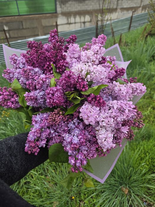 Сирень Букеты Элитная