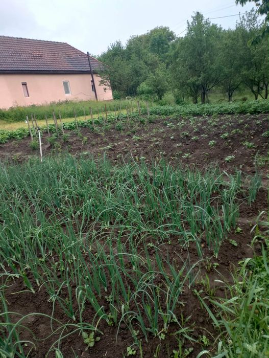 Vand casa de vacanta