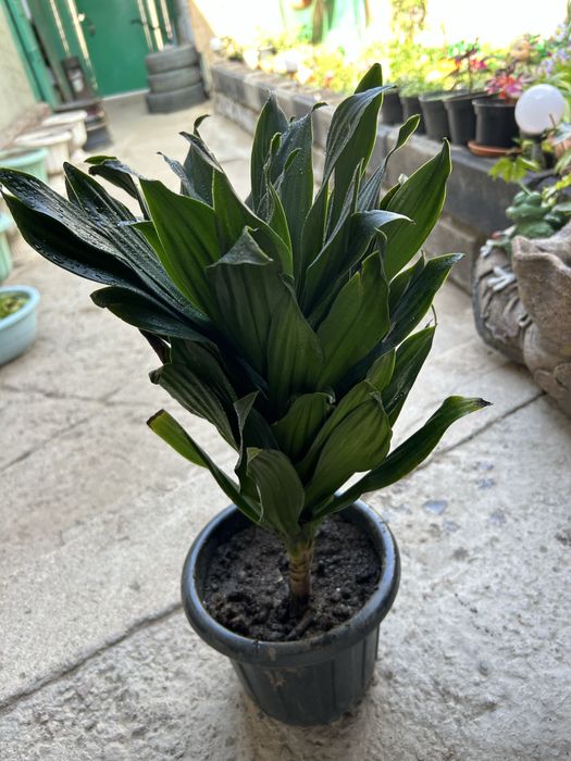 Комнатные цветы