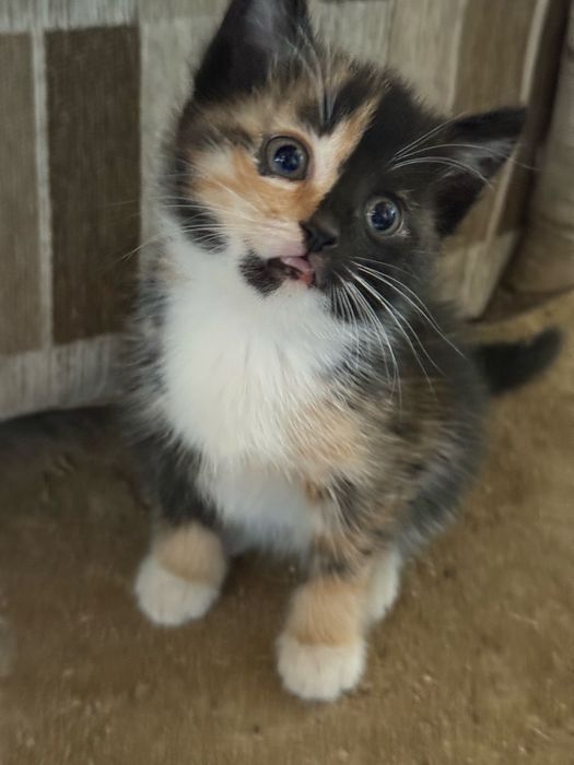 котята, 3 месяца